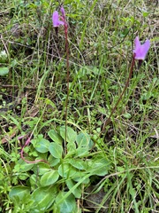 Dodecatheon