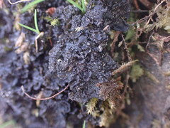 Leptochidium albociliatum