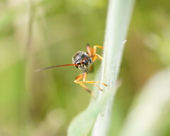 Ichneumon promissorius
