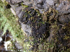 Leptochidium albociliatum