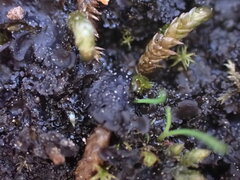 Leptochidium albociliatum