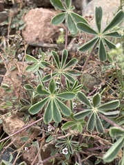 Lupinus arizonicus