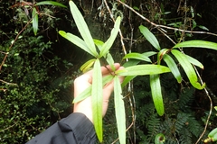 Nestegis cunninghamii