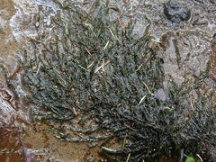 Fontinalis antipyretica