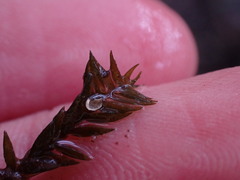 Fontinalis antipyretica