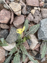 Oenothera primiveris