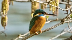 Alcedo atthis