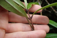 Nestegis cunninghamii