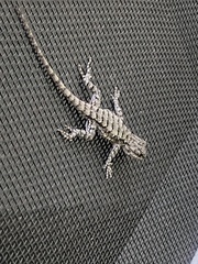 Sceloporus consobrinus
