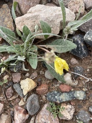 Oenothera primiveris