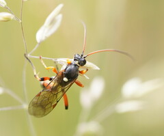 Ichneumon promissorius