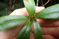 Nestegis cunninghamii