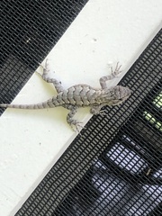 Sceloporus consobrinus