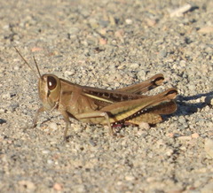 Eyprepocnemis plorans