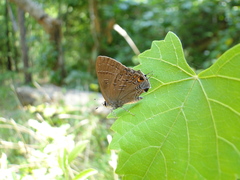 Satyrium calanus