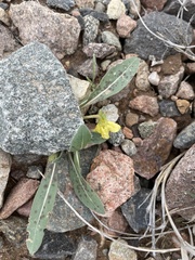 Oenothera primiveris