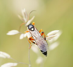 Ichneumon promissorius