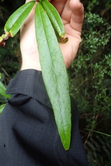 Nestegis cunninghamii