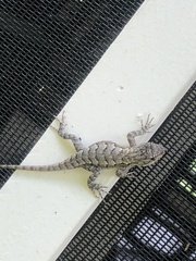 Sceloporus consobrinus