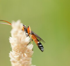 Ichneumon promissorius