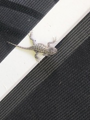 Sceloporus consobrinus