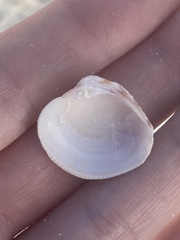 Chionopsis intapurpurea