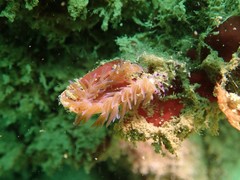 Pteraeolidia semperi