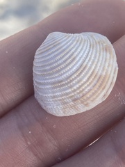 Chionopsis intapurpurea