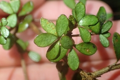 Neomyrtus pedunculata