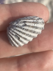 Cardites floridanus