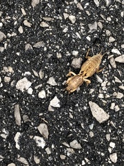 Neoscapteriscus vicinus