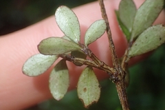 Neomyrtus pedunculata