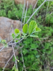 Afrocanthium gilfillanii