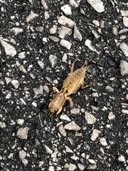 Neoscapteriscus vicinus