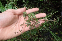 Neomyrtus pedunculata