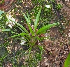 Guzmania monostachia