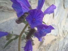 Echium creticum