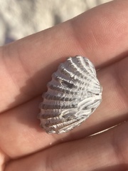 Cardites floridanus