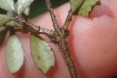 Neomyrtus pedunculata