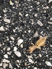 Neoscapteriscus vicinus