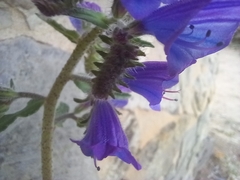 Echium creticum