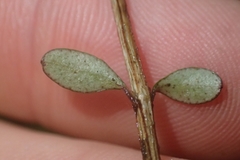 Neomyrtus pedunculata