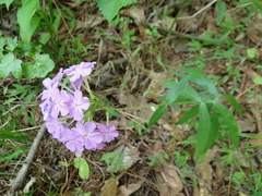 Phlox carolina