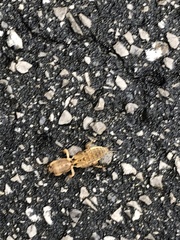 Neoscapteriscus vicinus