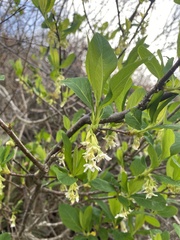 Oemleria cerasiformis