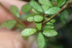 Neomyrtus pedunculata