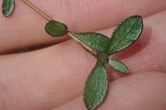 Neomyrtus pedunculata