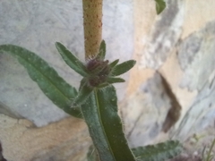 Echium creticum