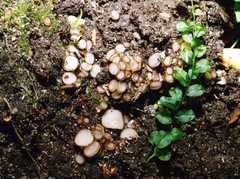 Trichophaea gregaria