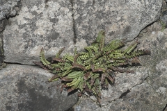 Asplenium trichomanes